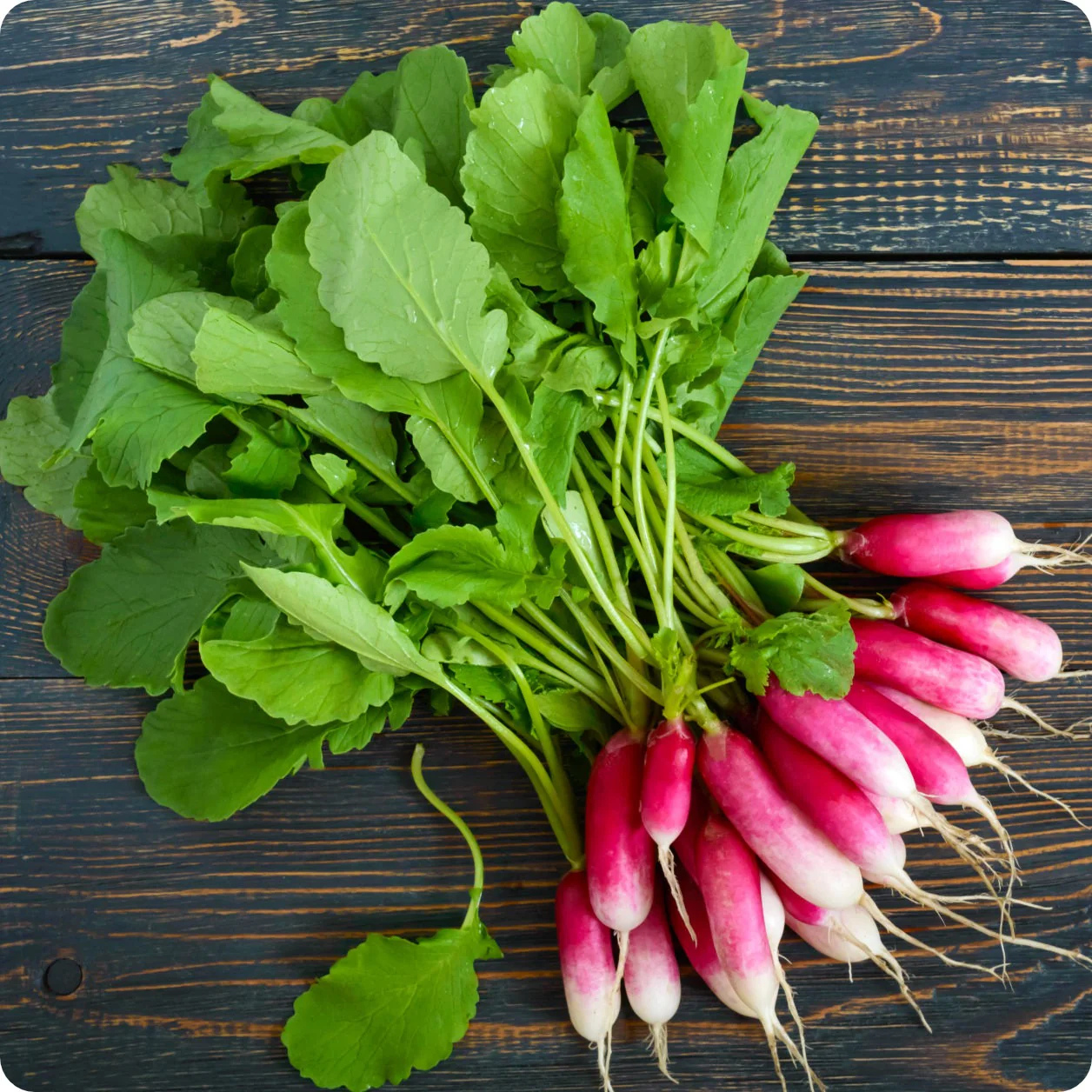 French Breakfast Radish